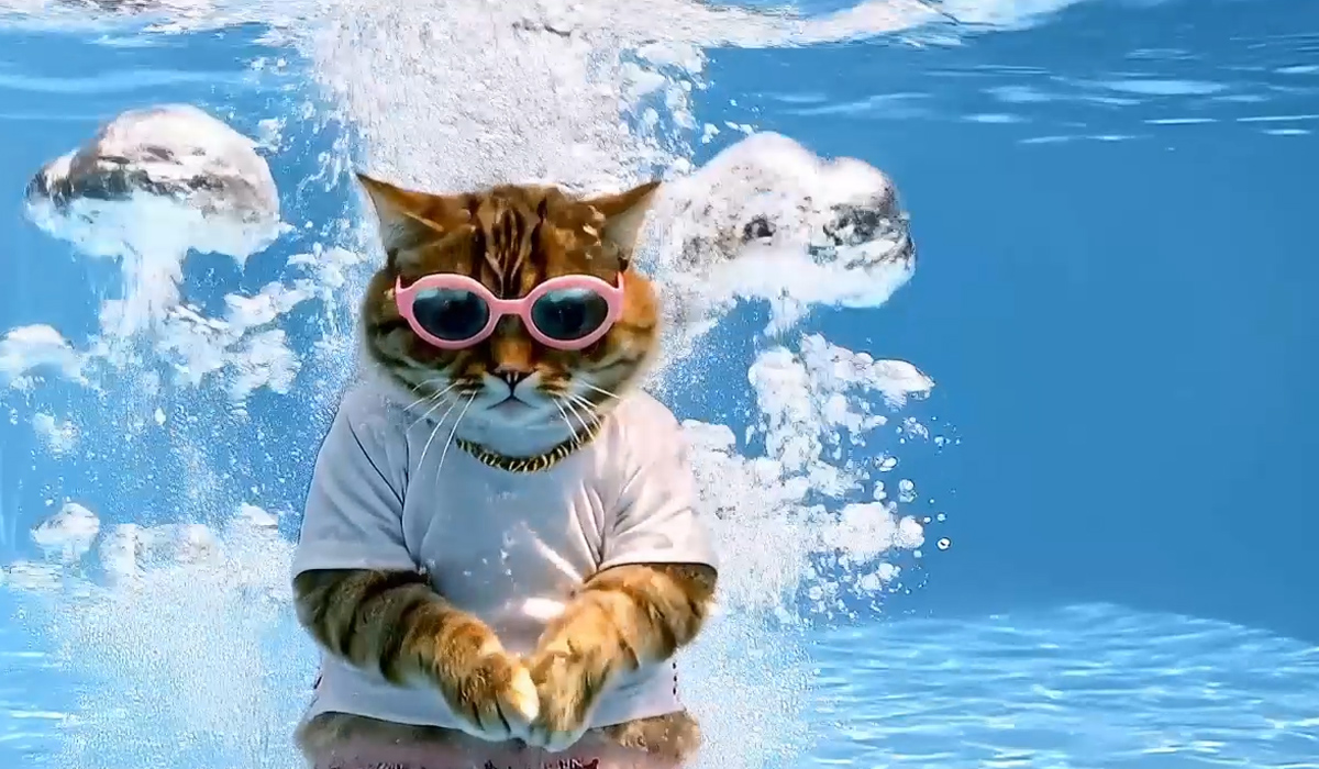 Eigener Pool zum erstklassigen Preis Katze taucht im Wasser